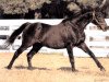 stallion Turkoman xx (Thoroughbred, 1982, from Alydar xx)