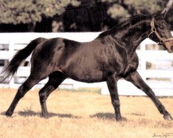 stallion Turkoman xx (Thoroughbred, 1982, from Alydar xx)