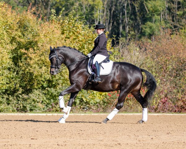 dressage horse Erste Sahne (German Sport Horse, 2015, from Genesis)