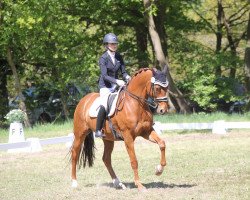 dressage horse Bailey Rose (Hanoverian, 2012, from Bonifatius)