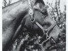 broodmare Gold Digger xx (Thoroughbred, 1962, from Nashua xx)