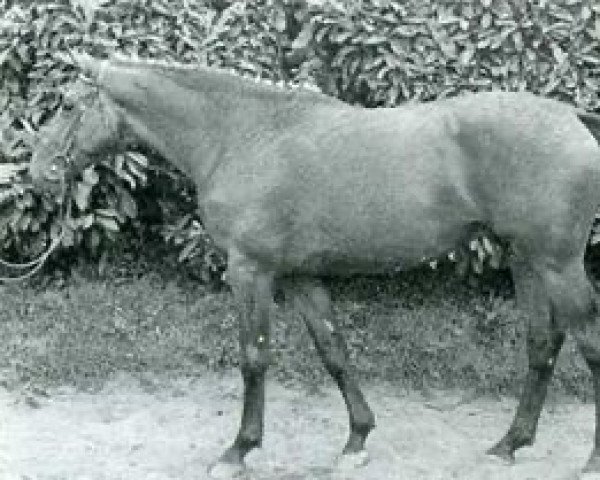 stallion Ospide (Selle Français, 1980, from Pot d'Or xx)