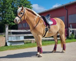 horse Tamina (Haflinger, 2016, from Stoanmandl-C)