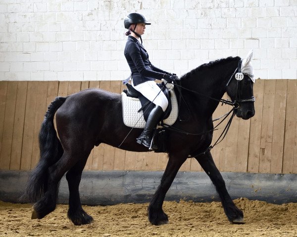 dressage horse Sancho (Friese, 2011)