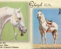 stallion Ghazal 1953 EAO (Arabian thoroughbred, 1953, from Nazeer 1934 RAS)