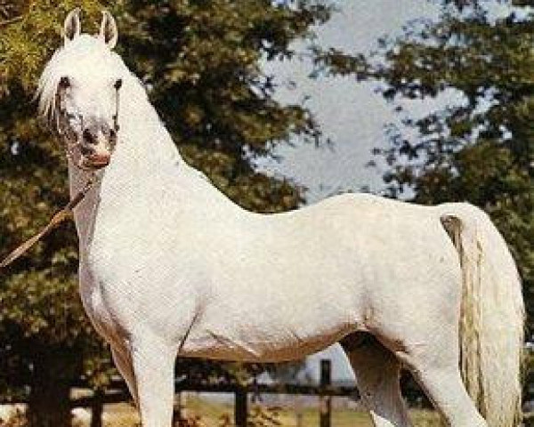 stallion Ghazal 1953 EAO (Arabian thoroughbred, 1953, from Nazeer 1934 RAS)