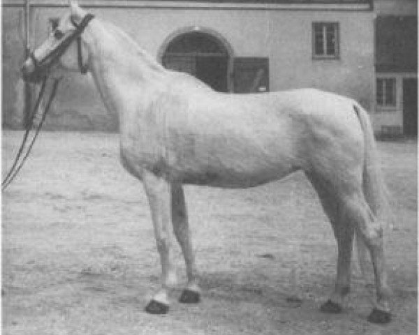Zuchtstute Jatta 1933 ox (Vollblutaraber, 1933, von Jasir 1925 EAO)