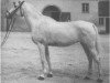 broodmare Jatta 1933 ox (Arabian thoroughbred, 1933, from Jasir 1925 EAO)