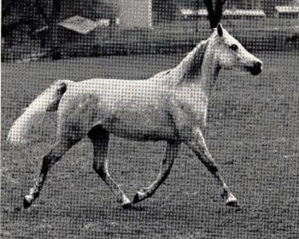 broodmare Sahmet 1957 ox (Arabian thoroughbred, 1957, from Hadban Enzahi 1952 EAO)