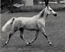 broodmare Sahmet 1957 ox (Arabian thoroughbred, 1957, from Hadban Enzahi 1952 EAO)