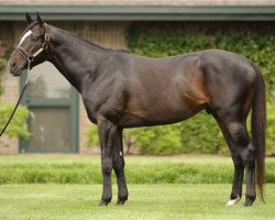 stallion Hold Me Back xx (Thoroughbred, 2006, from Giant's Causeway xx)