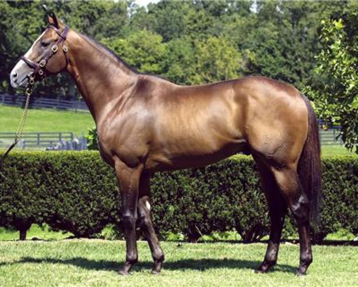 stallion Harlan's Holiday xx (Thoroughbred, 1999, from Harlan xx)