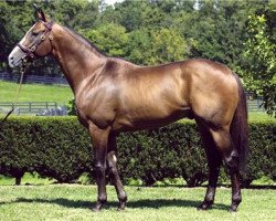 stallion Harlan's Holiday xx (Thoroughbred, 1999, from Harlan xx)