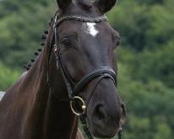 horse Rabanus 4 (Hanoverian, 2000, from Rotspon)