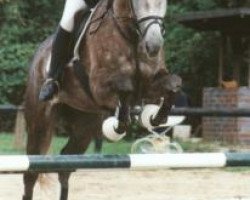 horse Intrepid 2 (Polish Warmblood, 1994)