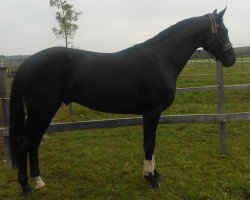 horse Der Captain von Donnernacht (Hanoverian, 2010, from Don Crusador)