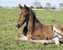 Springpferd Alhera S (Westfale, 2020, von Alaba 2)