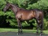 stallion Bellamy Road xx (Thoroughbred, 2002, from Concerto xx)