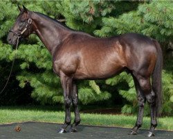 stallion Bellamy Road xx (Thoroughbred, 2002, from Concerto xx)