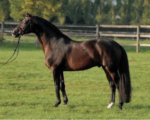 stallion Münchhausen (Trakehner, 1995, from Hohenstein I)