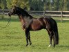 stallion Münchhausen (Trakehner, 1995, from Hohenstein I)