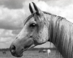 broodmare Bajka 1920 ox (Arabian thoroughbred, 1920, from Amurath III 1910 ox)