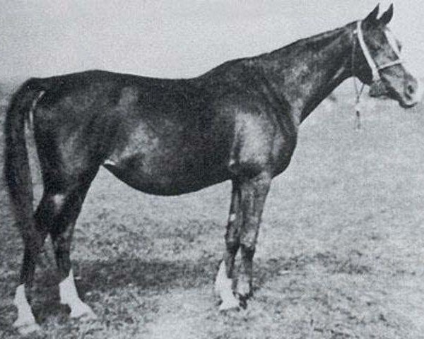 broodmare Jaga II 1928 ox (Arabian thoroughbred, 1928, from Koheilan VIII 1922 ox)