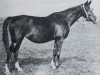broodmare Jaga II 1928 ox (Arabian thoroughbred, 1928, from Koheilan VIII 1922 ox)