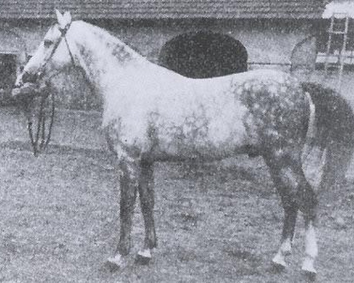 stallion Anvil 1895 ox (Arabian purebred, 1895, from Padischah 1884 DB)