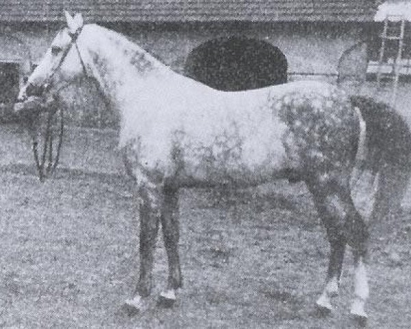 Deckhengst Anvil 1895 ox (Vollblutaraber, 1895, von Padischah 1884 DB)