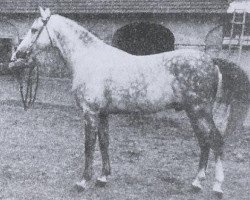 stallion Anvil 1895 ox (Arabian thoroughbred, 1895, from Padischah 1884 DB)