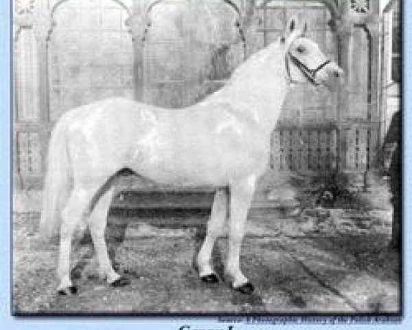 stallion Ganges I 1901 ox (Arabian thoroughbred, 1901, from Hindostan II 1880 ox)
