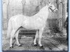 stallion Ganges I 1901 ox (Arabian thoroughbred, 1901, from Hindostan II 1880 ox)