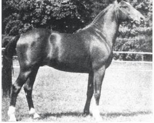 Deckhengst Hardy 1926 ox (Vollblutaraber, 1926, von Ganges I 1901 ox)