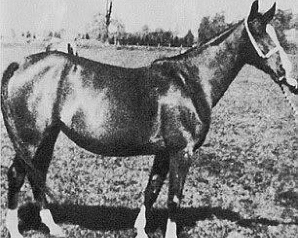 broodmare Saga 1936 ox (Arabian thoroughbred, 1936, from Hardy 1926 ox)