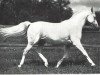 stallion Koheilan VIII 1922 ox (Arabian thoroughbred, 1922, from Koheilan IV 1904 ox)