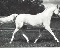 stallion Koheilan VIII 1922 ox (Arabian thoroughbred, 1922, from Koheilan IV 1904 ox)