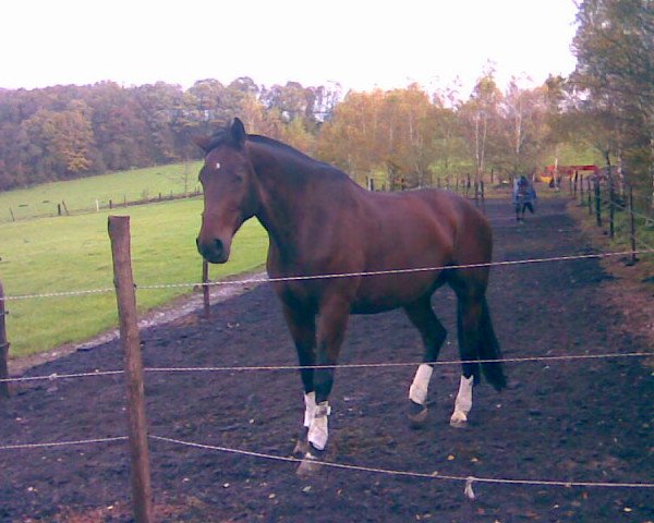 horse Charon Abas (Oldenburg, 1997, from Charon)