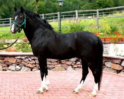 stallion Nico The Champ (German Riding Pony, 1989, from Navajo)