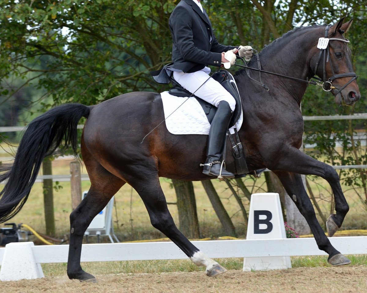 horse Riverside Blues (Hanoverian, 2007, from Riverside)