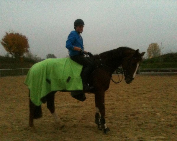 horse Lasio (Oldenburg show jumper, 2006, from Last Man Standing)