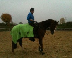 horse Lasio (Oldenburg show jumper, 2006, from Last Man Standing)