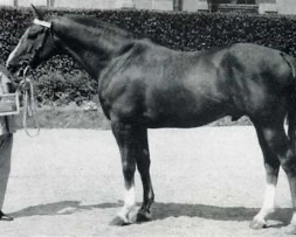 stallion Reseda (Selle Français, 1961, from Ultimate xx)
