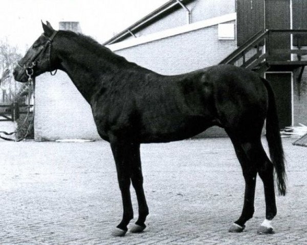 stallion Sovereign Bill xx (Thoroughbred, 1966, from Sovereign Lord xx)