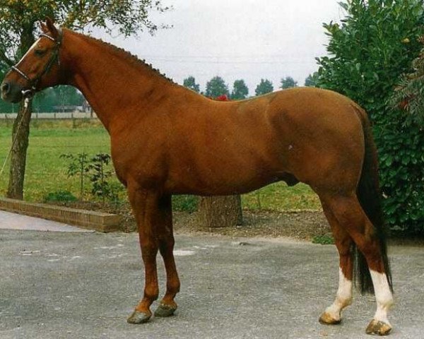 stallion Belisar (Dutch Warmblood, 1983, from Saros xx)