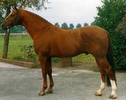 Deckhengst Belisar (KWPN (Niederländisches Warmblut), 1983, von Saros xx)