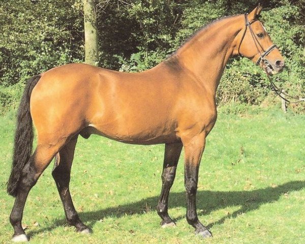 stallion Cartusch (Westphalian, 1979, from Caletto I)