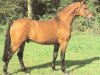stallion Cartusch (Westphalian, 1979, from Caletto I)