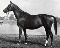 broodmare Harmonie (Trakehner, 1953, from Tropenwald)