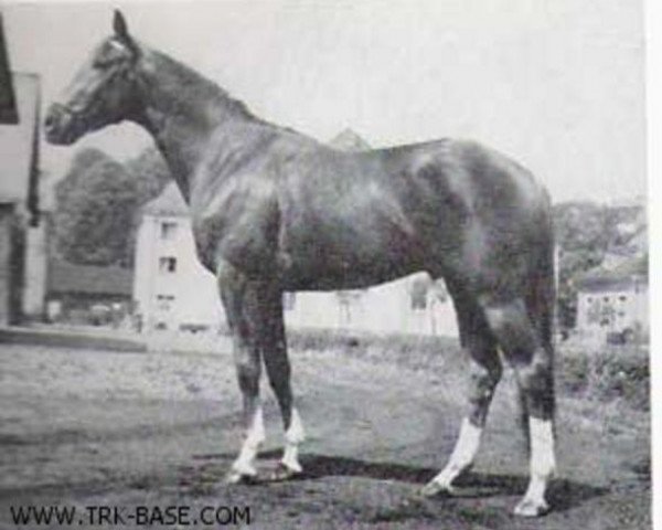 stallion Harfner (Trakehner, 1961, from Poet xx)